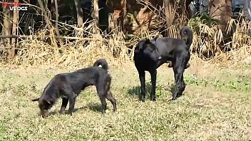 แนวแปลก เลียหีสุนัข เย็ดหีสุนัข หีสุนัข หีตูบ